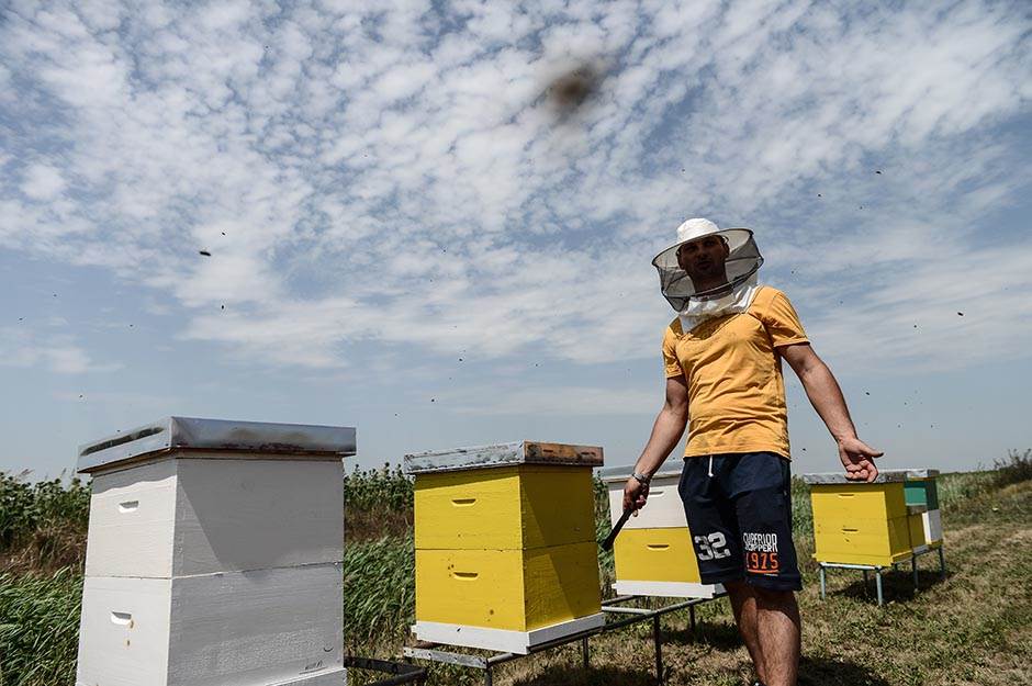 Selo - pčelarstvo - posao na selu - dobra zarada