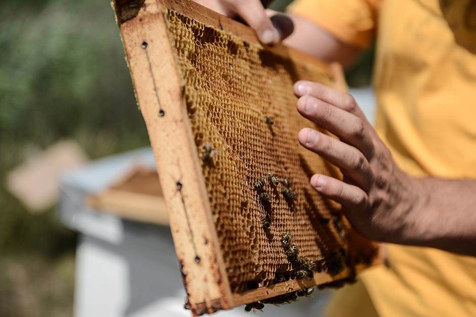 Selo - pčelarstvo - posao na selu - dobra zarada