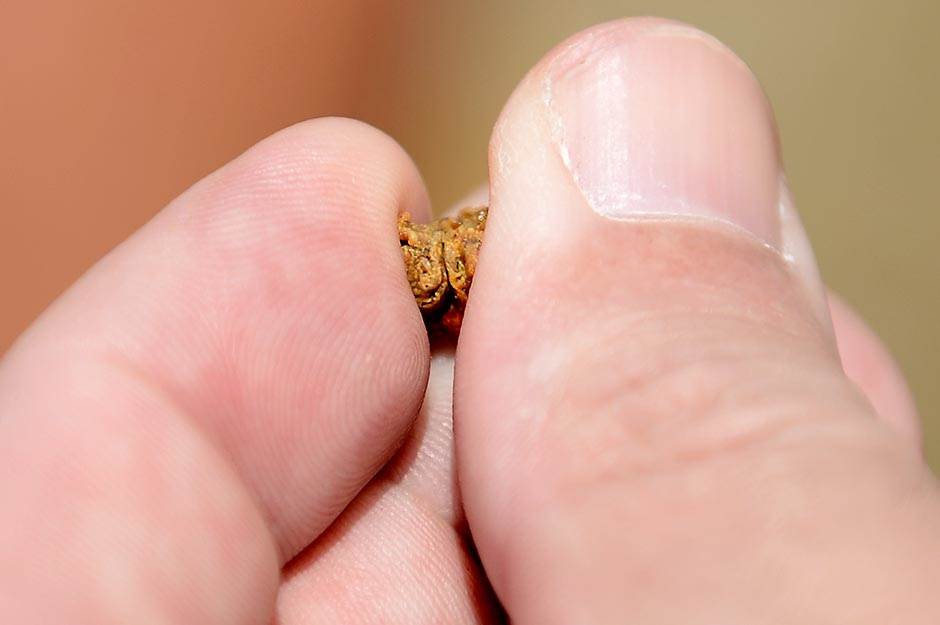 Selo - pčelarstvo - posao na selu - dobra zarada