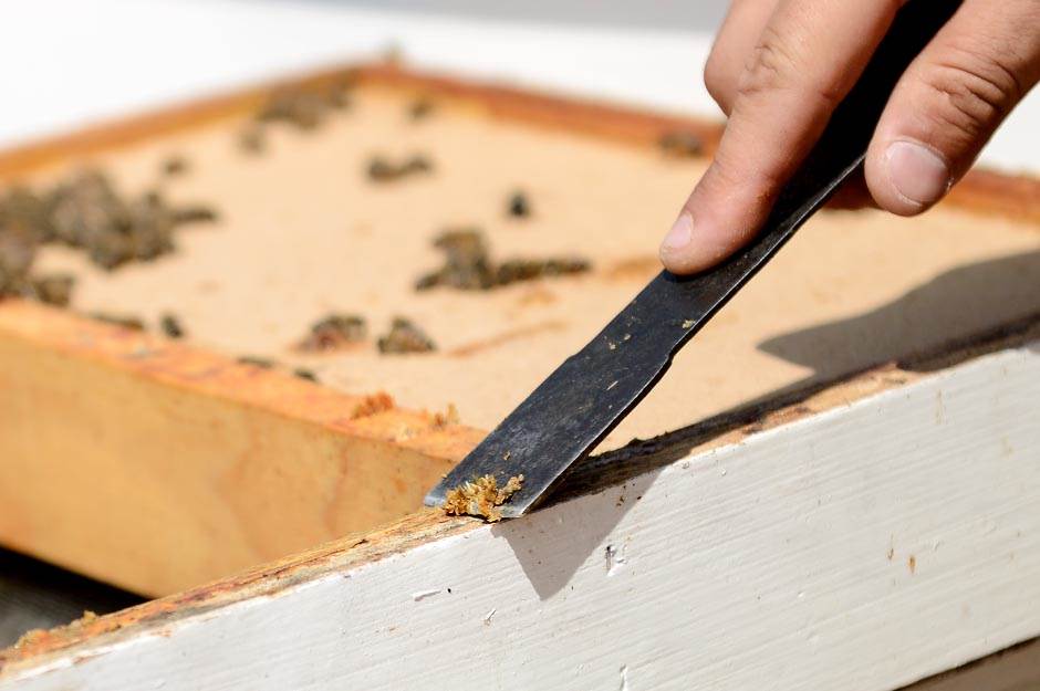 Selo - pčelarstvo - posao na selu - dobra zarada