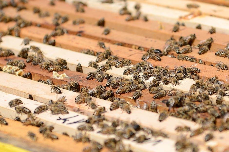 Selo - pčelarstvo - posao na selu - dobra zarada