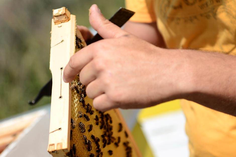 Selo - pčelarstvo - posao na selu - dobra zarada