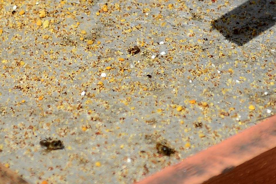 Selo - pčelarstvo - posao na selu - dobra zarada