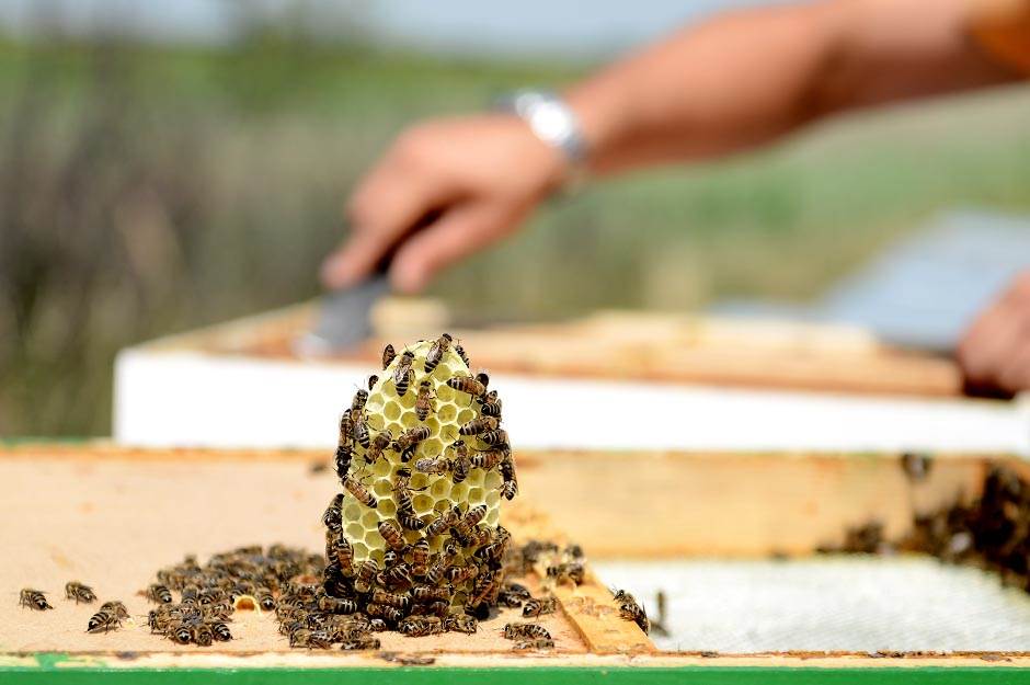 Selo - pčelarstvo - posao na selu - dobra zarada