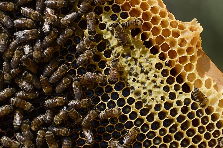 Selo - pčelarstvo - posao na selu - dobra zarada