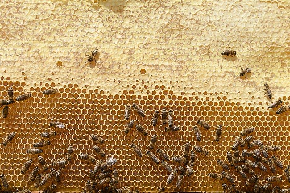 Selo - pčelarstvo - posao na selu - dobra zarada