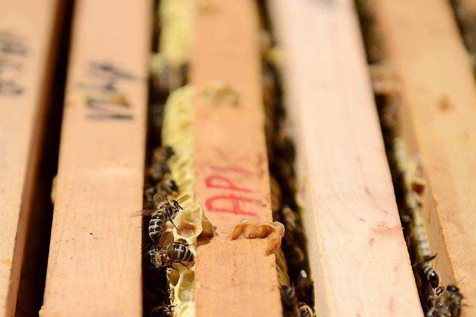 Selo - pčelarstvo - posao na selu - dobra zarada