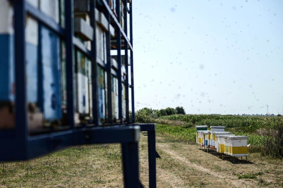 Selo - pčelarstvo - posao na selu - dobra zarada
