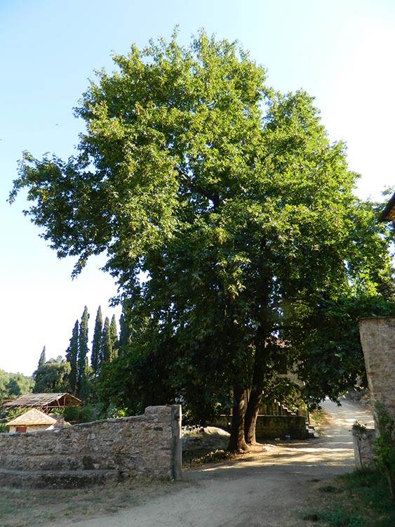 Sveta Gora - Ženske kosti- da li bi ženama trebalo dozvoliti da dolaze? - Anketa