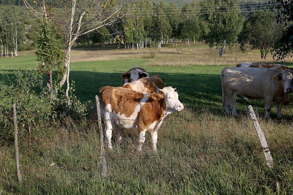 Jeftine destinacije u Srbiji za produženi vikend