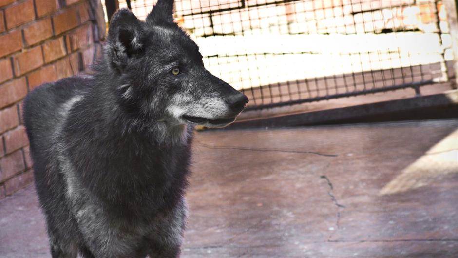 zoloski vrt u beogradu zivotinje