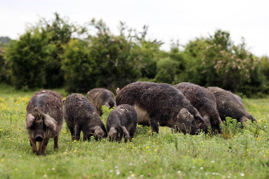 Izlet Zasavica na sat vremena od Beograda