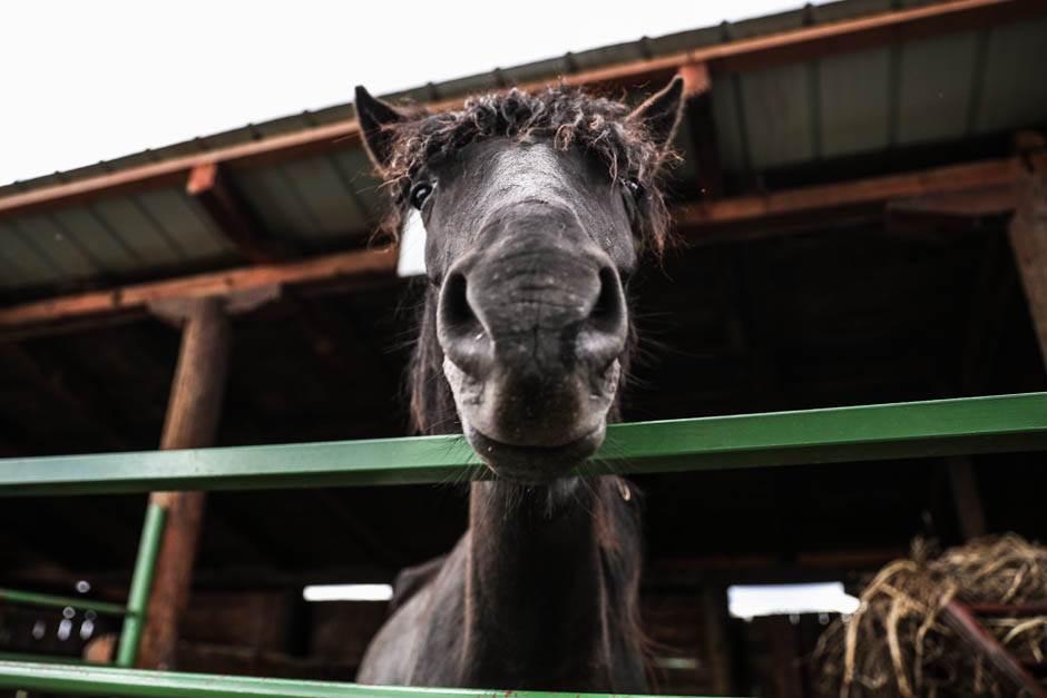 Izlet Zasavica na sat vremena od Beograda