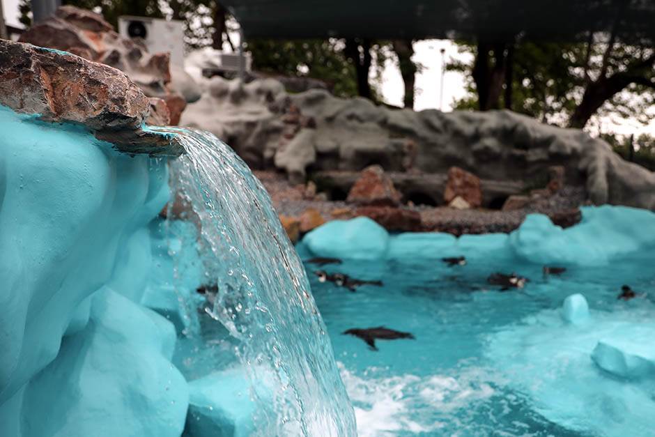 Pingvini broj pingvina na Antarktiku opao