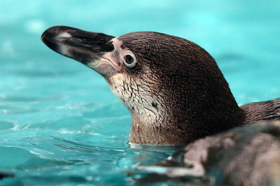 Pingvini broj pingvina na Antarktiku opao