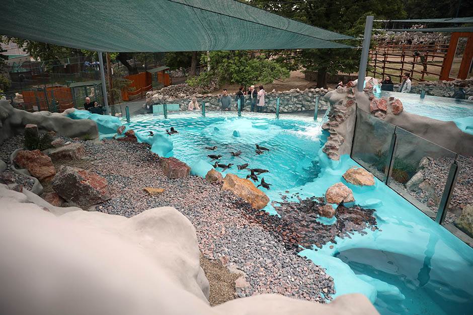 Pingvini broj pingvina na Antarktiku opao