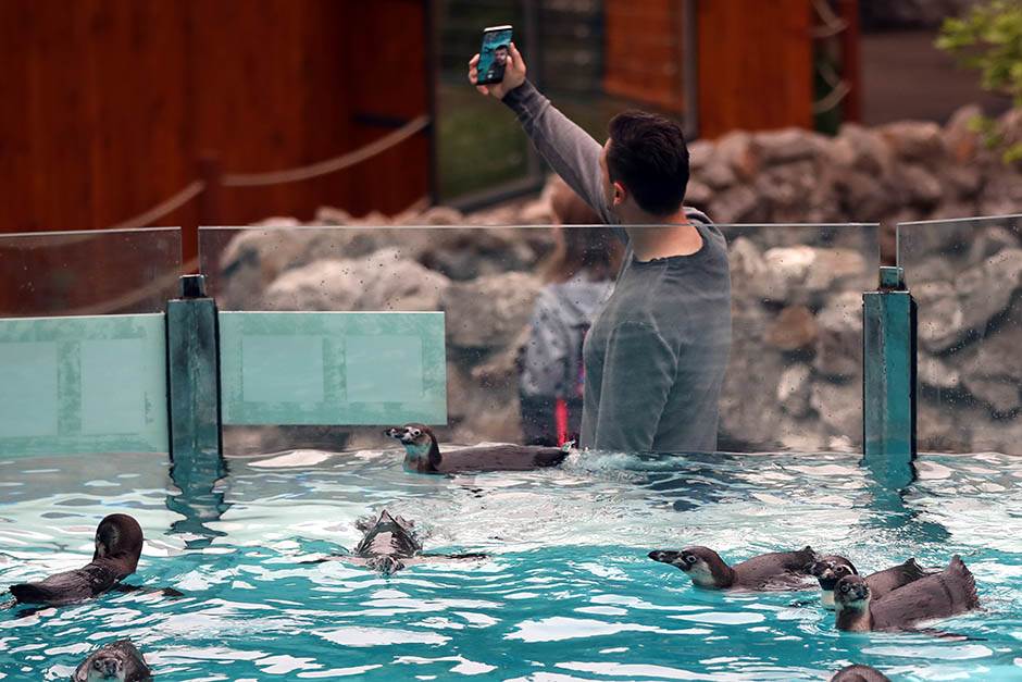 Pingvini broj pingvina na Antarktiku opao