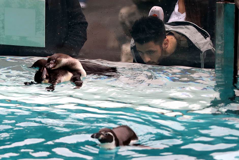 Pingvini broj pingvina na Antarktiku opao