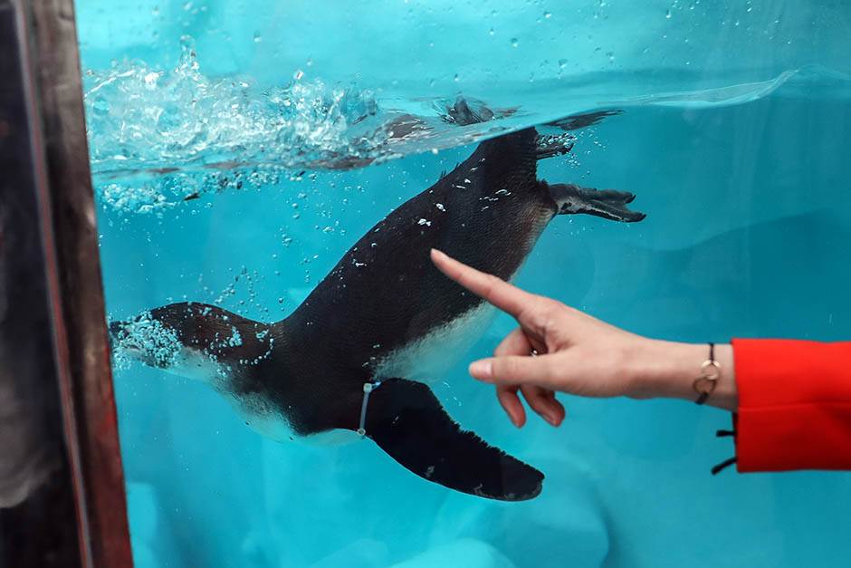 Pingvini broj pingvina na Antarktiku opao