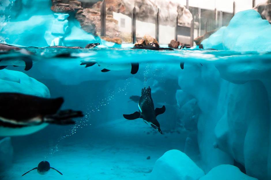 Pingvini broj pingvina na Antarktiku opao