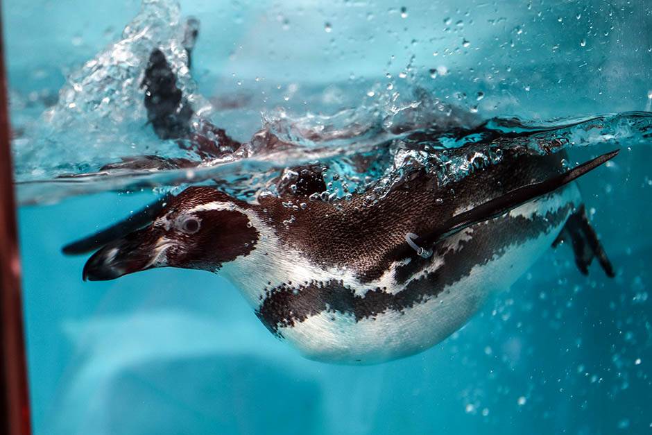 Pingvini broj pingvina na Antarktiku opao