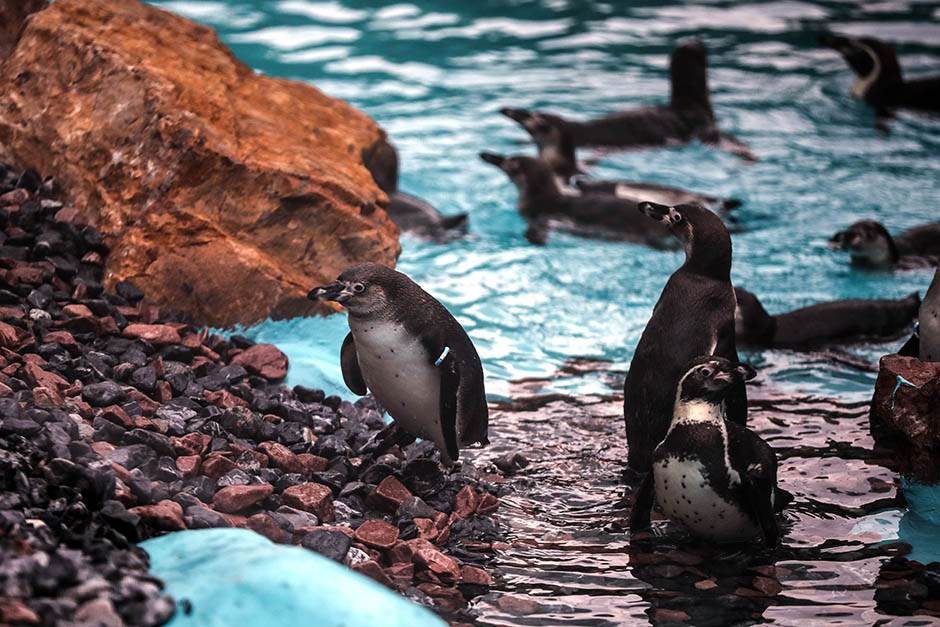 Pingvini broj pingvina na Antarktiku opao