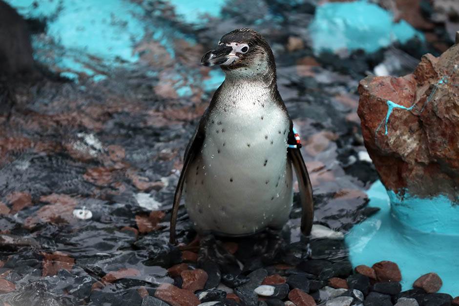 Pingvini broj pingvina na Antarktiku opao