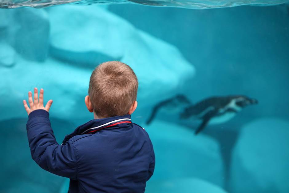 Pingvini broj pingvina na Antarktiku opao