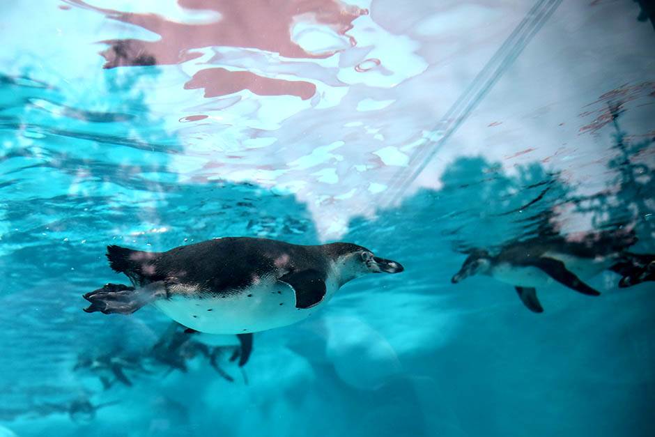 Pingvini broj pingvina na Antarktiku opao