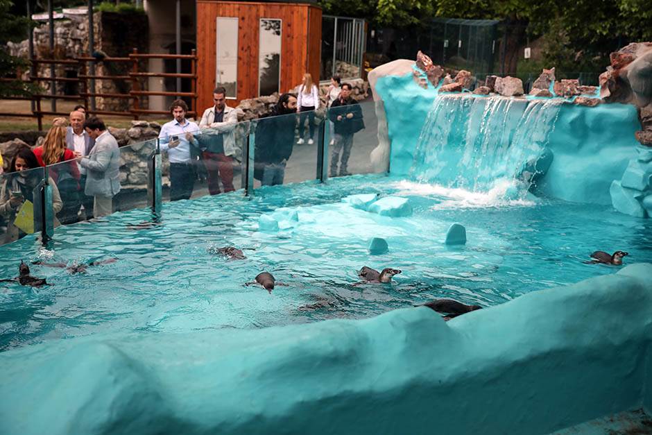 Pingvini broj pingvina na Antarktiku opao