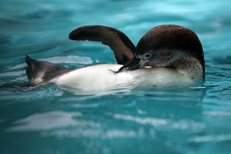 Pingvini broj pingvina na Antarktiku opao