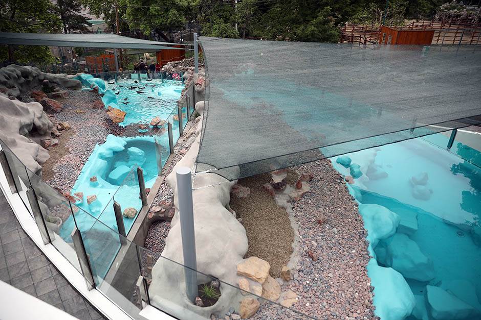 Pingvini broj pingvina na Antarktiku opao