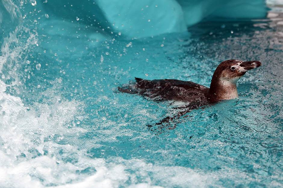 Pingvini broj pingvina na Antarktiku opao