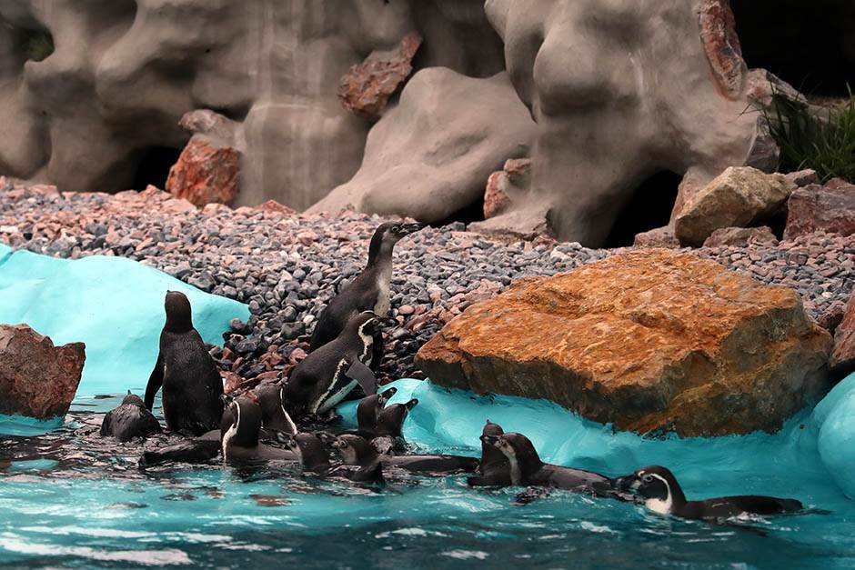 Pingvini broj pingvina na Antarktiku opao