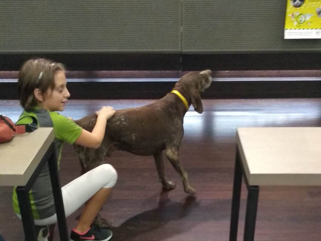 Spasavanje životinja - Animal rescue Serbia - praktični saveti