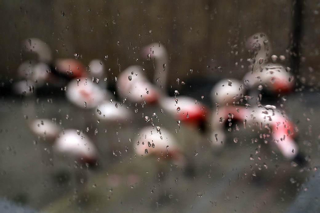 Albanija-flamingosi-korona virus