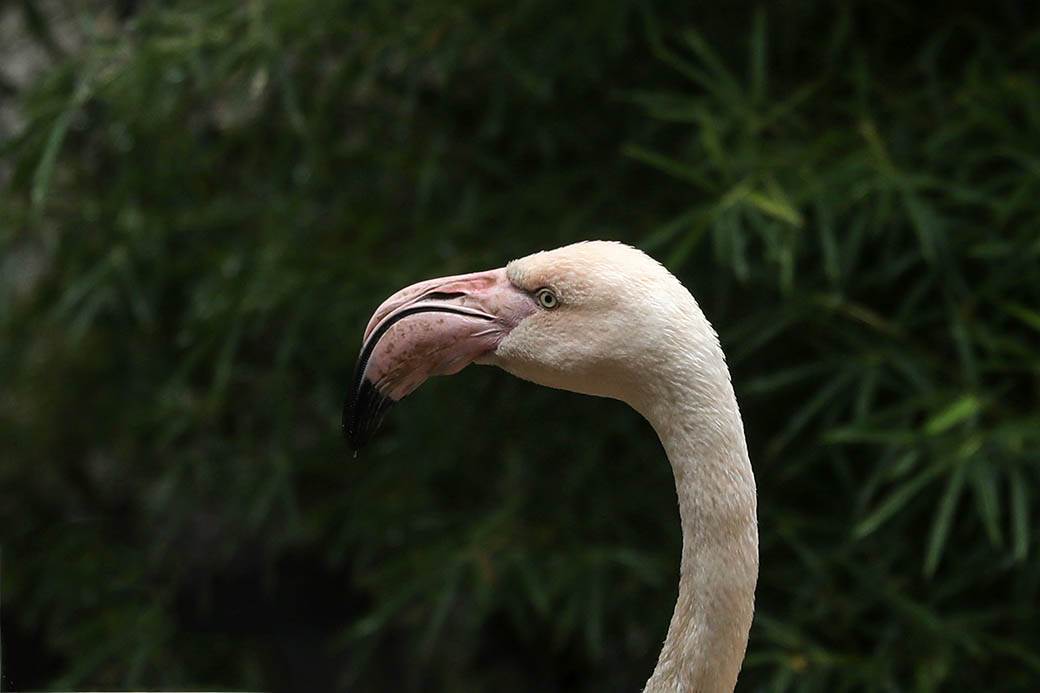 Albanija-flamingosi-korona virus