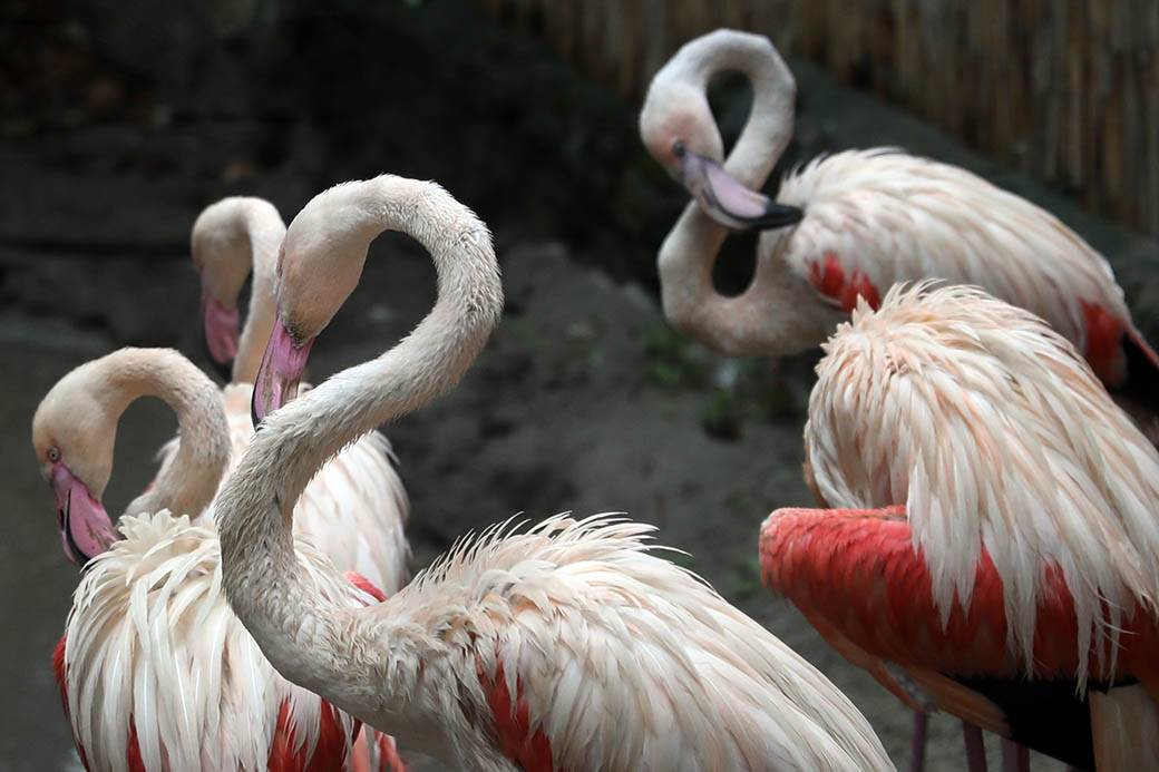 Albanija-flamingosi-korona virus