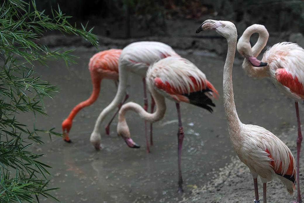 Albanija-flamingosi-korona virus