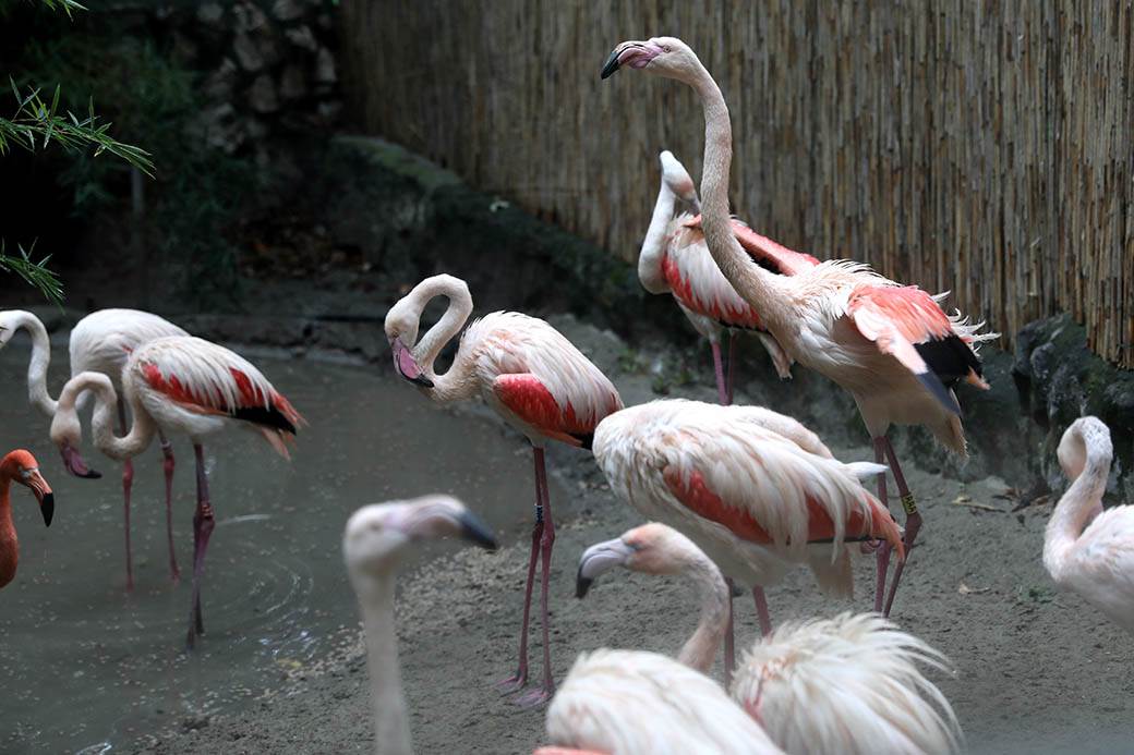 Albanija-flamingosi-korona virus