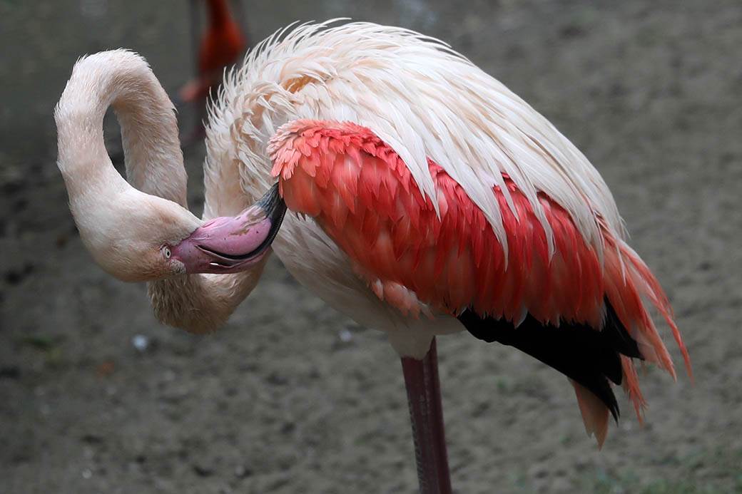 Albanija-flamingosi-korona virus