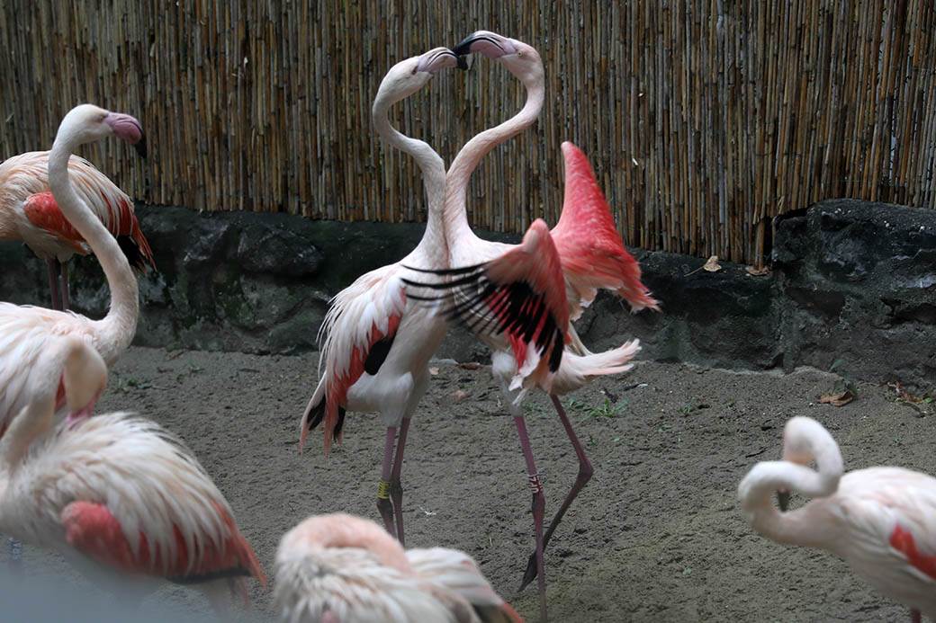 Albanija-flamingosi-korona virus