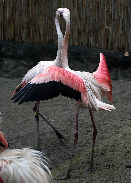 Albanija-flamingosi-korona virus