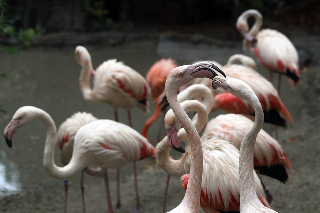 Albanija-flamingosi-korona virus