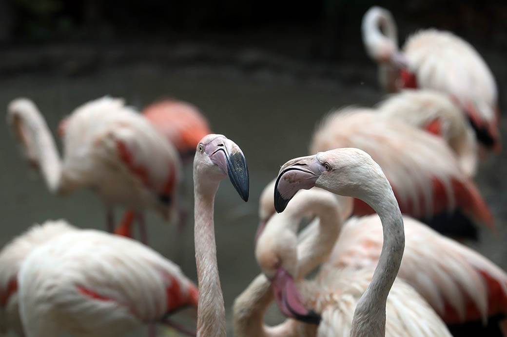 Albanija-flamingosi-korona virus