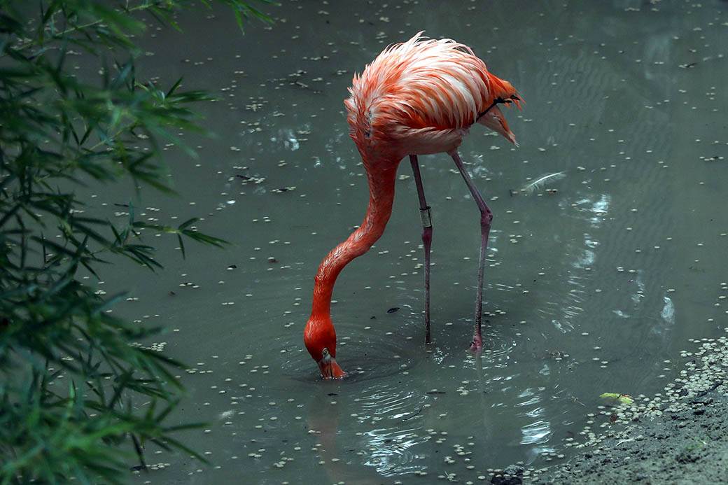 Albanija-flamingosi-korona virus