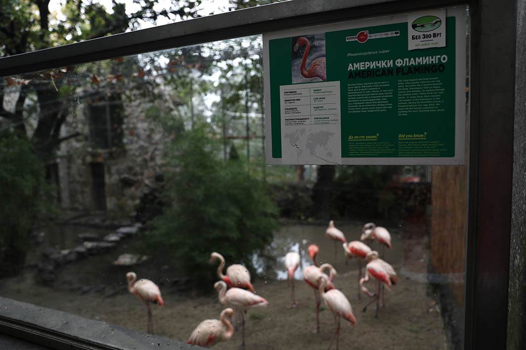 Albanija-flamingosi-korona virus