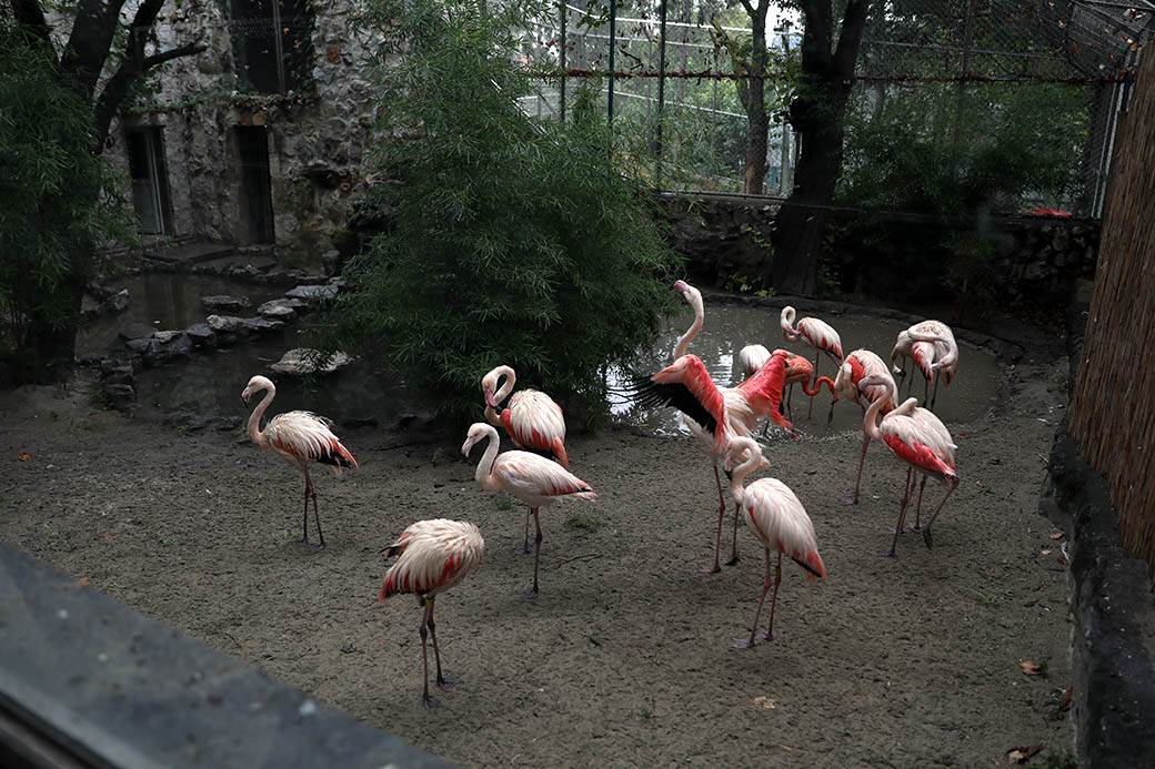 Albanija-flamingosi-korona virus