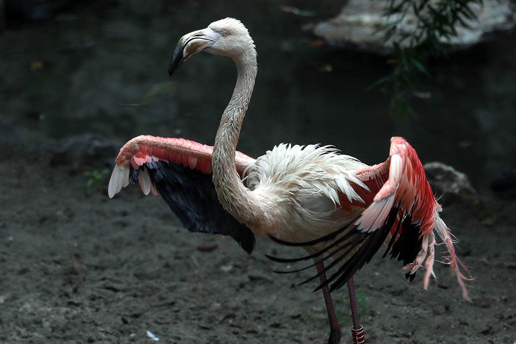 Albanija-flamingosi-korona virus