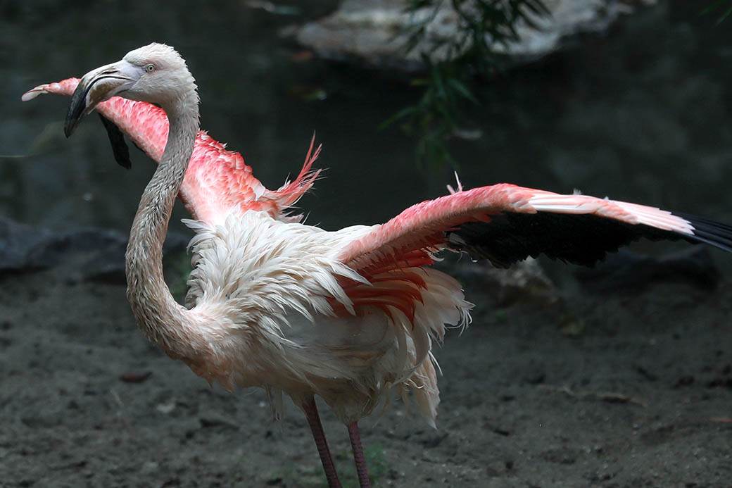 Albanija-flamingosi-korona virus